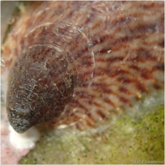 Crepidula onyx