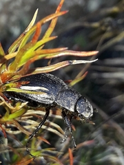 Scythrodes squalidus