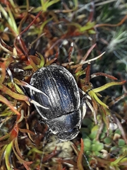 Scythrodes squalidus