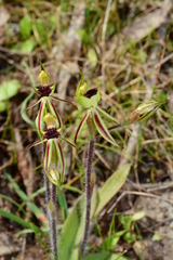 Caladenia toxochila
