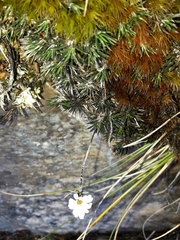 Celmisia laricifolia