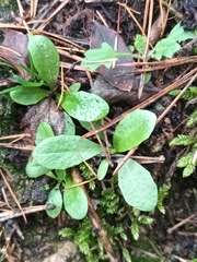 Arabidopsis thaliana