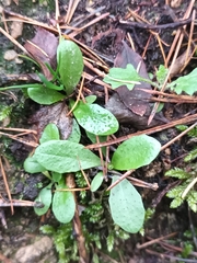 Arabidopsis thaliana