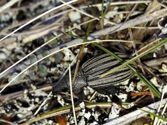 Lyperobius spedenii