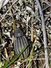 Lyperobius spedenii