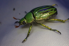 Chrysina gloriosa