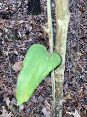 Smilax glauca