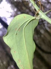 Smilax glauca