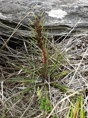 Aciphylla hectori