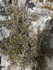 Coprosma cheesemanii