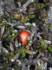 Coprosma cheesemanii
