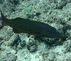 Plectropomus leopardus