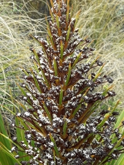 Aciphylla