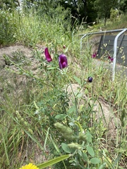 Lathyrus odoratus