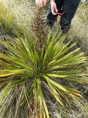Aciphylla