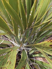 Aciphylla