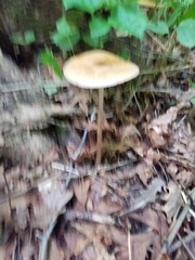 Oudemansiella limonispora