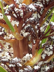 Aciphylla