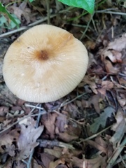 Oudemansiella limonispora