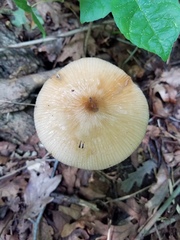 Oudemansiella limonispora