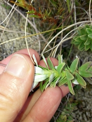 Celmisia angustifolia