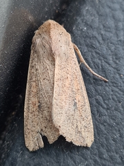 Mythimna convecta