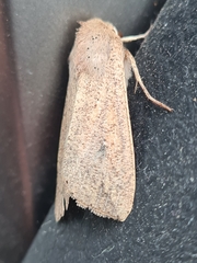Mythimna convecta