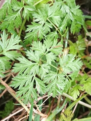 Anthriscus cerefolium