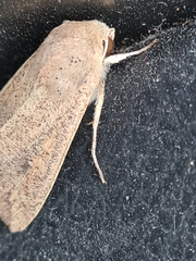 Mythimna convecta