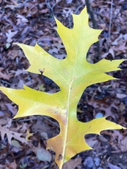 Quercus coccinea