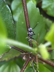 Formicinae