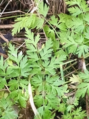 Anthriscus cerefolium