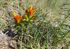 Castilleja glandulosa