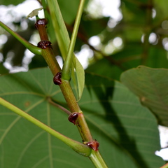 Macaranga bancana