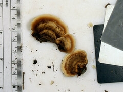 Metuloidea reniformis