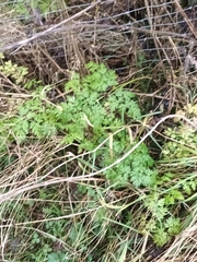 Anthriscus cerefolium