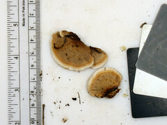 Metuloidea reniformis