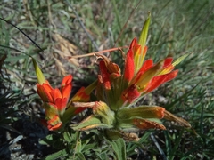 Castilleja glandulosa
