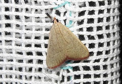 Hypsopygia albidalis
