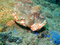Scorpaena jacksoniensis