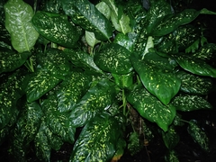 Dieffenbachia