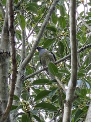 Sphecotheres vieilloti