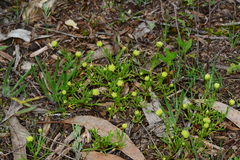 Brachyscome perpusilla