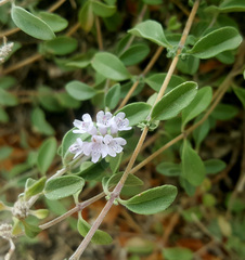 Ziziphora clinopodioides