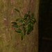 Dendrobium radiatum - Photo (c) Nick Lambert, osa oikeuksista pidätetään (CC BY-NC-SA), lähettänyt Nick Lambert