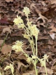 Pseudognaphalium obtusifolium