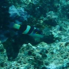 Thalassoma nigrofasciatum