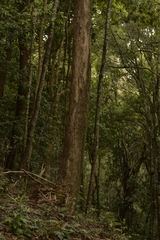 Tristaniopsis collina