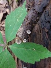Resupinatus alboniger