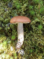 Leccinum vulpinum